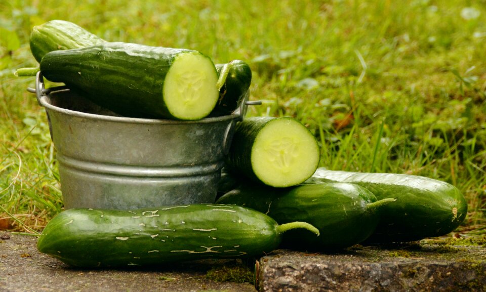Vegetable growing green fresh