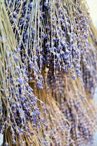 South of france lavender purple photo