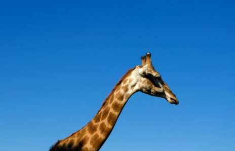 Zoo, Boom, Giraffe