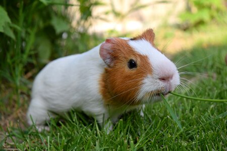 Pet funny happy