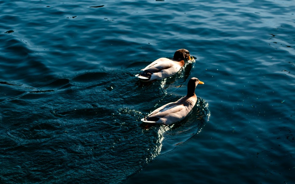 Natural, Animal, Water