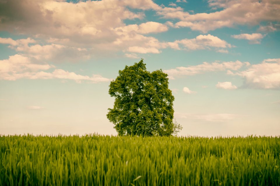 Summer, Sun, Tree