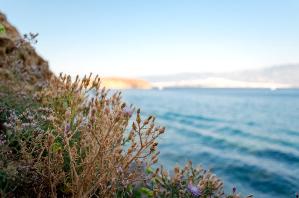 Summer, Croatia, Plants