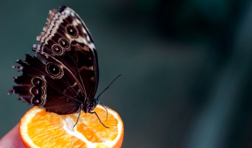 Animals, Nature, Orange