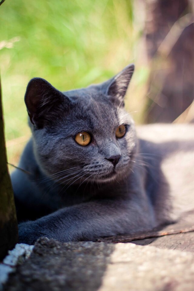 Cat cats domestic animal