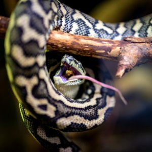 selective focus photo of black and beige snake on branch photo