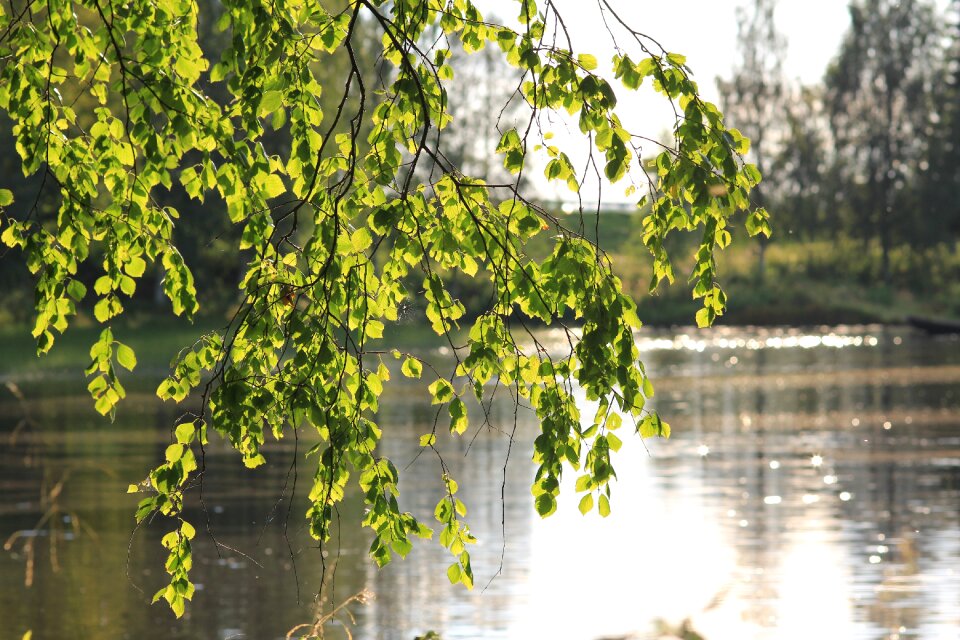 Nature wood spring