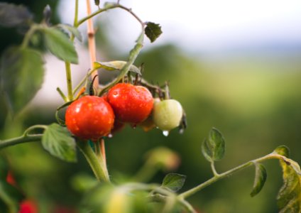 red and green round fruits