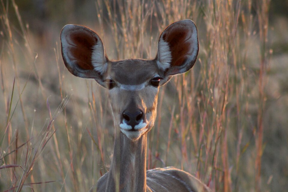 National park animal portrait zimbabwe