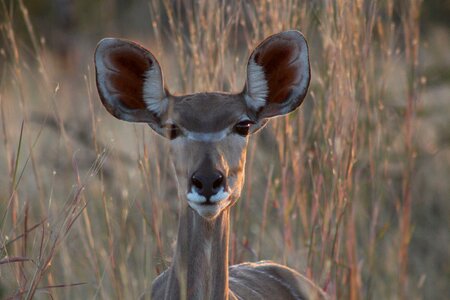 National park animal portrait zimbabwe