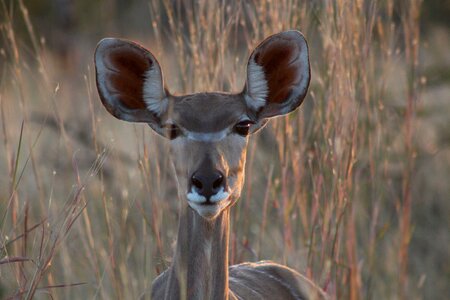 National park animal portrait zimbabwe photo