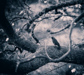 gray bird in tree trunk photo