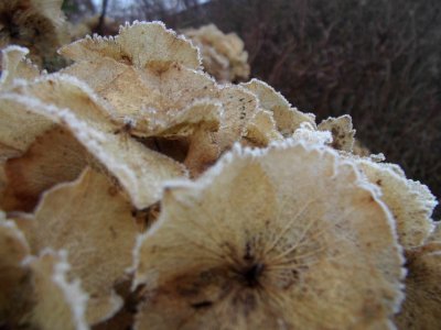 Cold, Nature, Frost