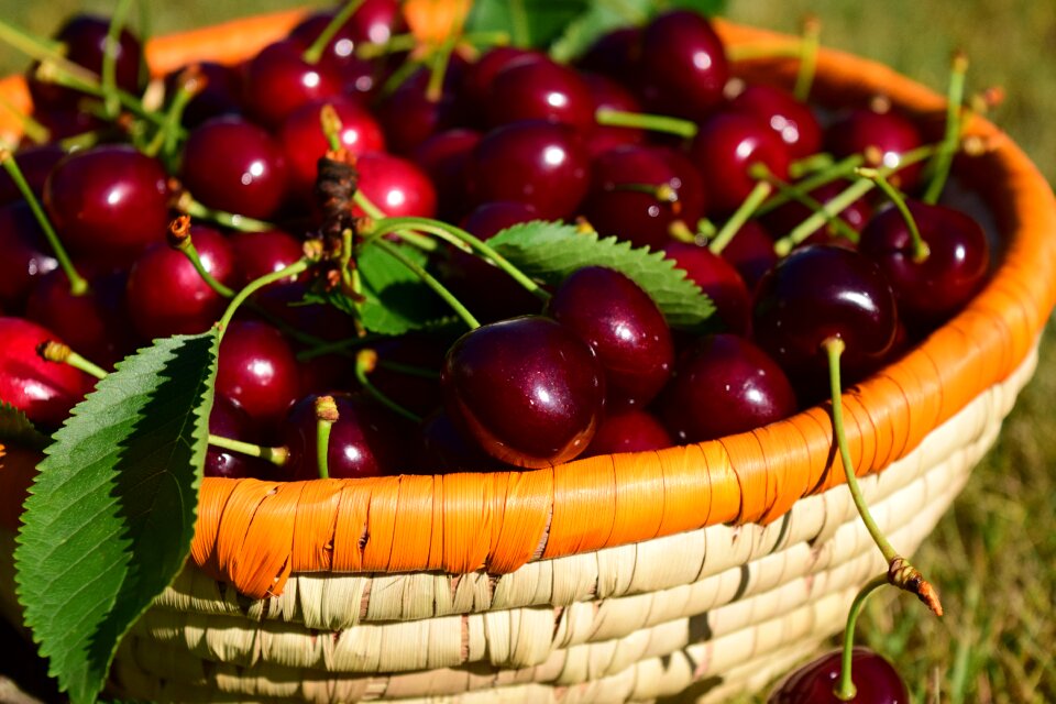 Red cherry harvest summer