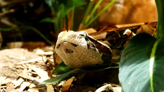 Closeup, Nature, Animal