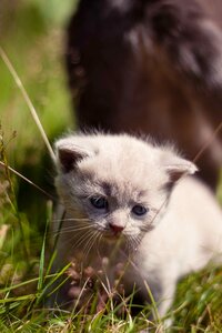 Feline kitten pet photo