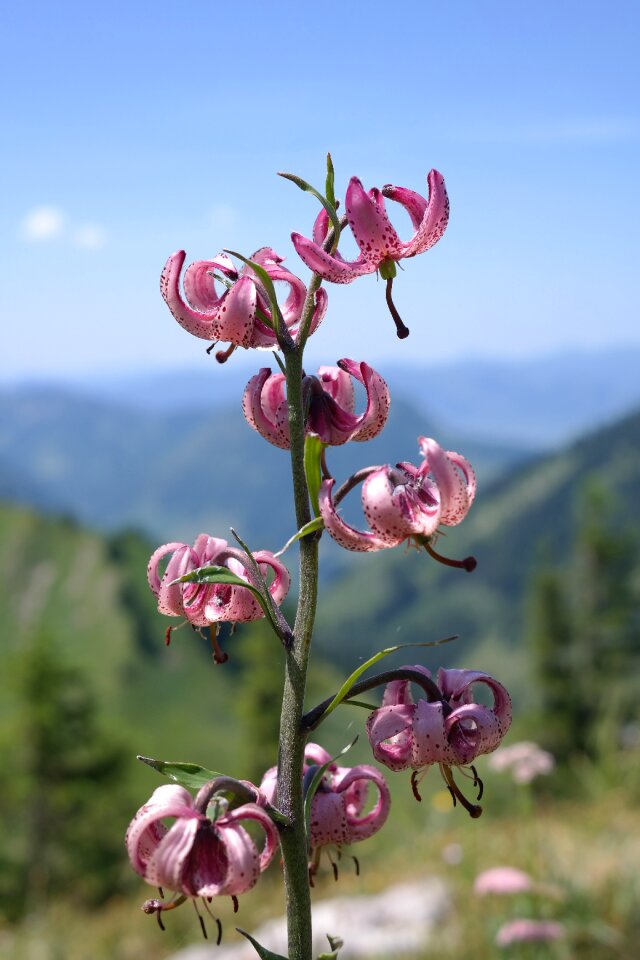 Bloom pink violet