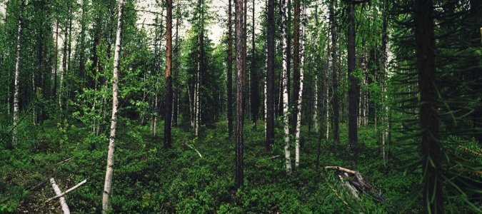 green leafed trees