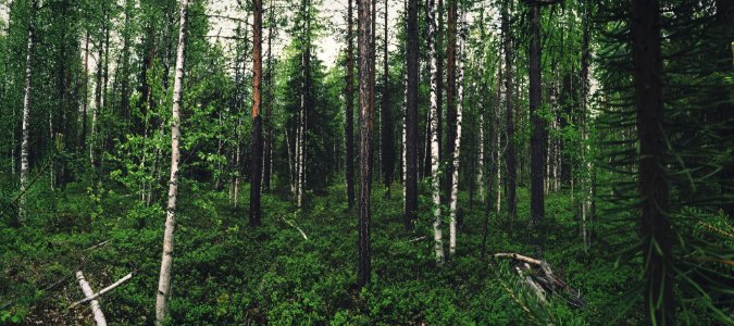 green leafed trees photo