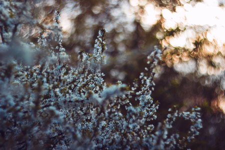 snow covered tree close-up photography photo