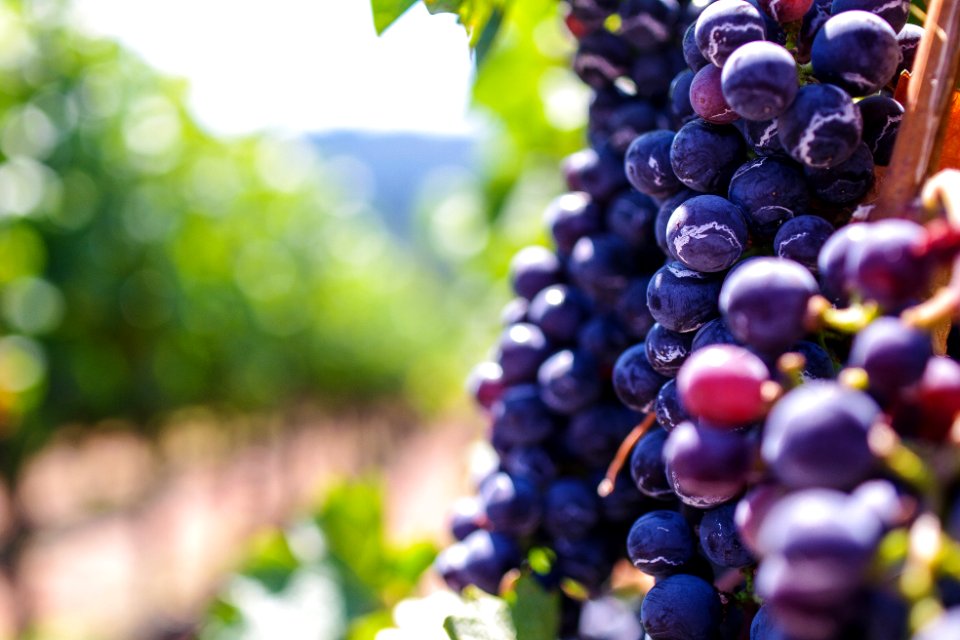 Napa valley, Stany zjednoczone, Wine