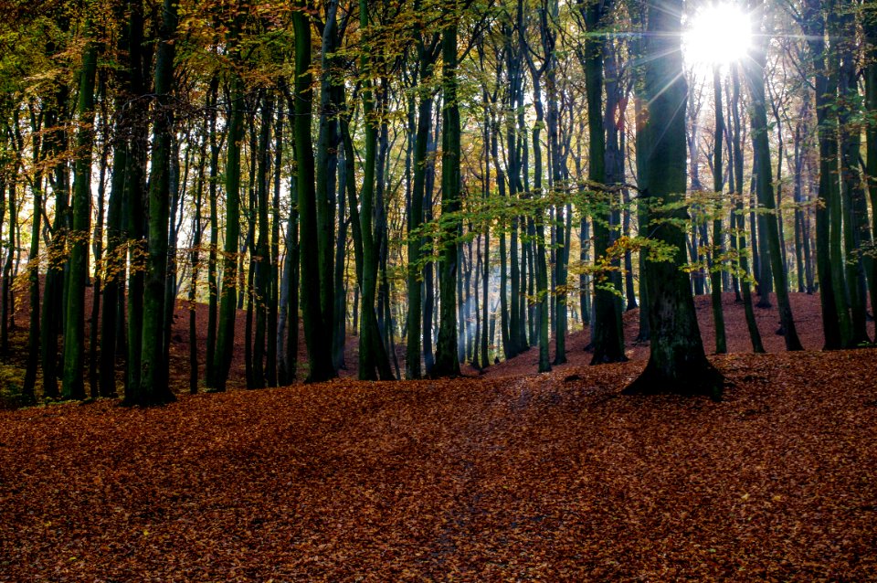field of tall green leafed trees