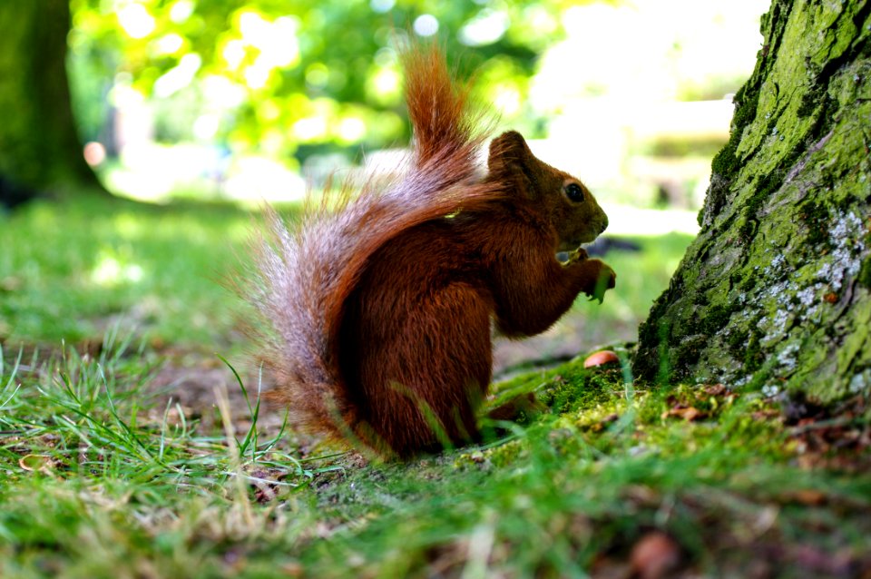 Azienki park, Warszawa, Pol