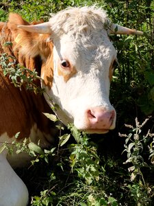 Cows agriculture kuhschnauze photo