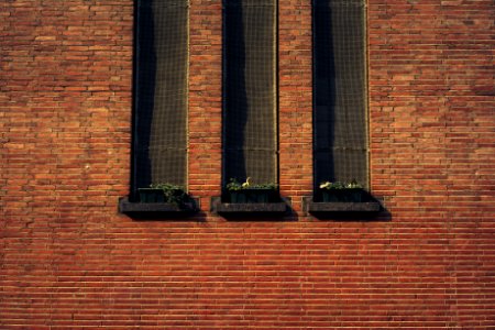 three potter plants on window photo