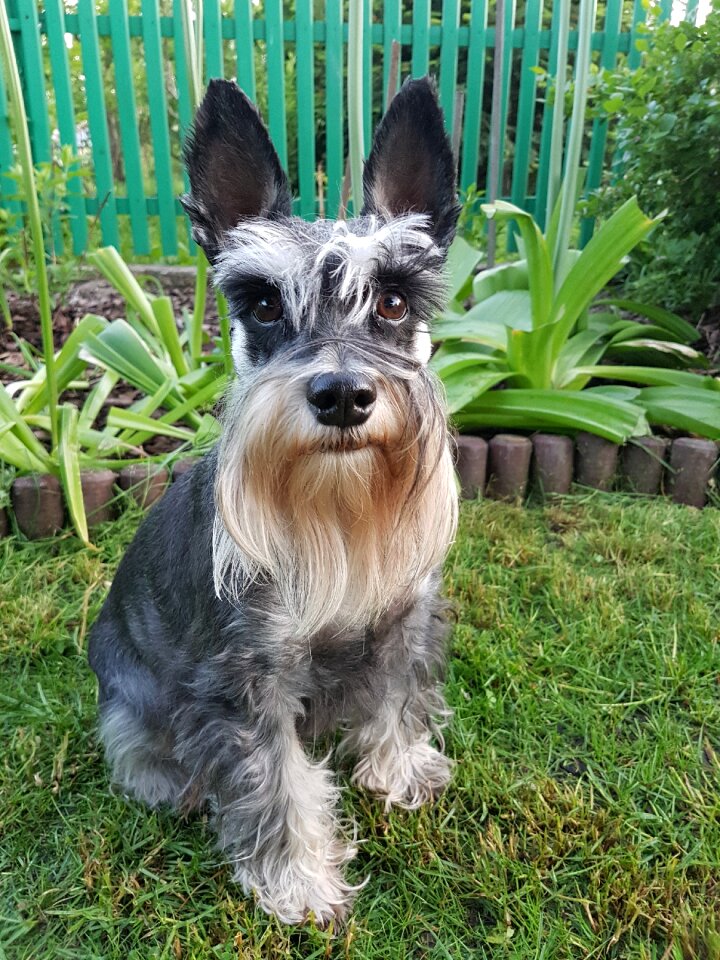 Dog doggy schnauzer