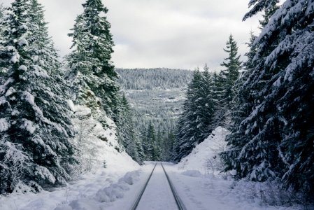 snow covered pine trees during daytime photo