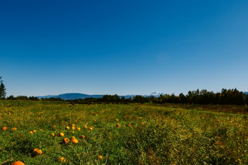 Bellewood acres  distilling, Lynden, United states