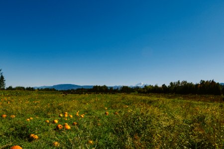 Bellewood acres  distilling, Lynden, United states