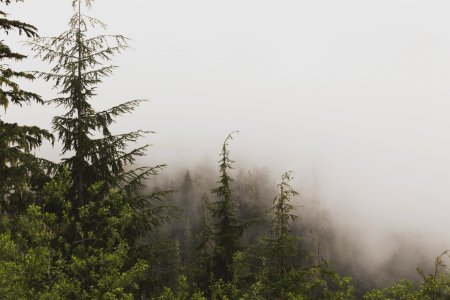 photography of pine trees covered with fogs photo