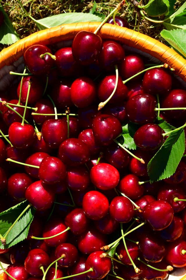 Red summer sweet cherry