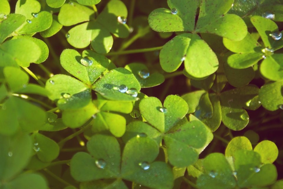 Plants, Nature, Color