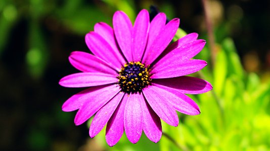 Green, Yellow, Purple