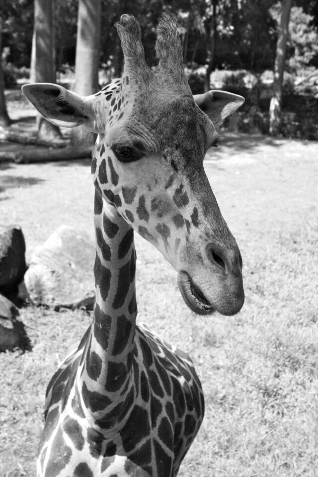 Animal nature wild