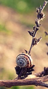 Plants, Nature, Wild
