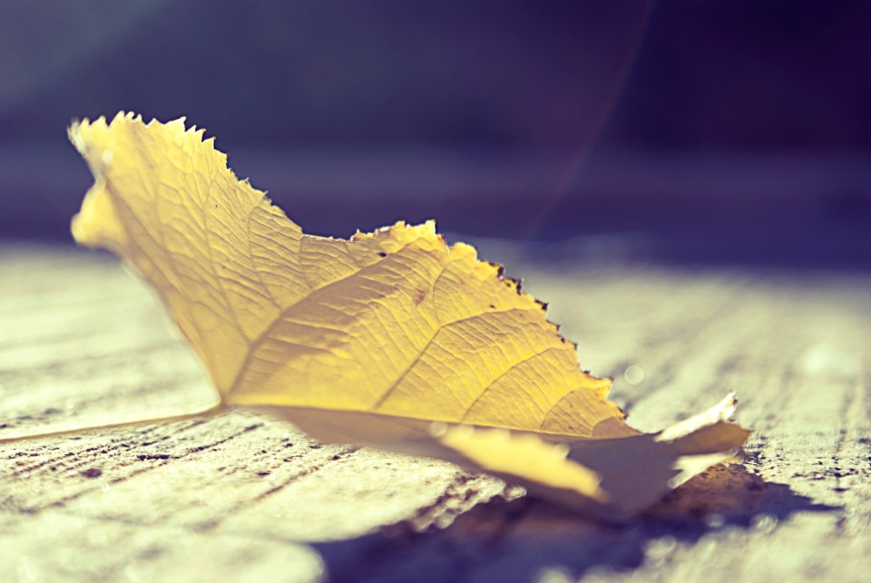 Vintage, Yellow, Leaves