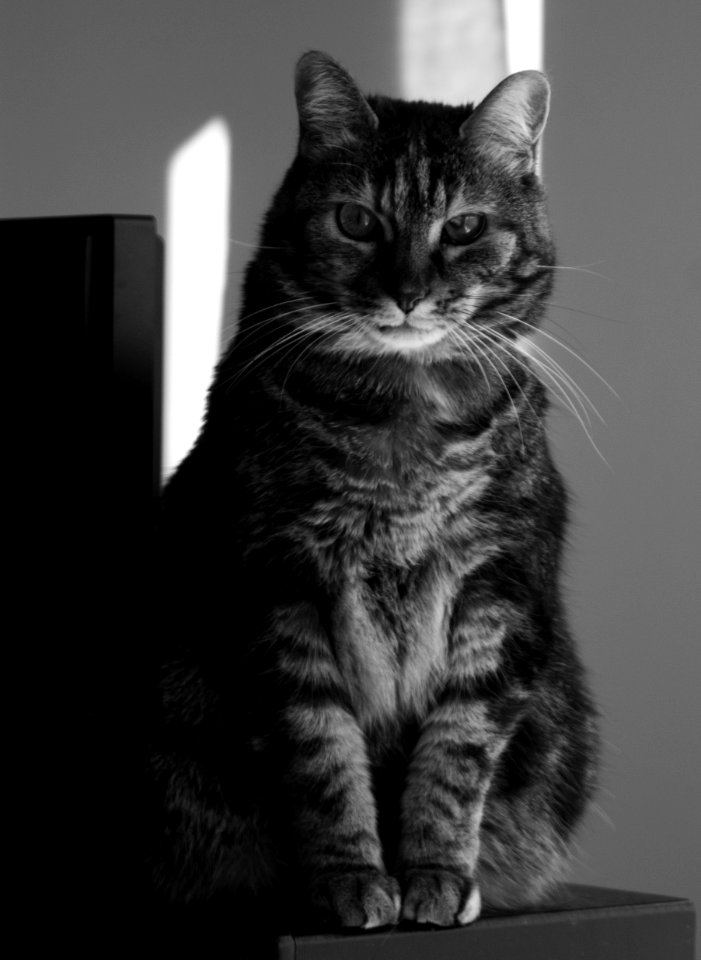 Animal, Black  white, Cat