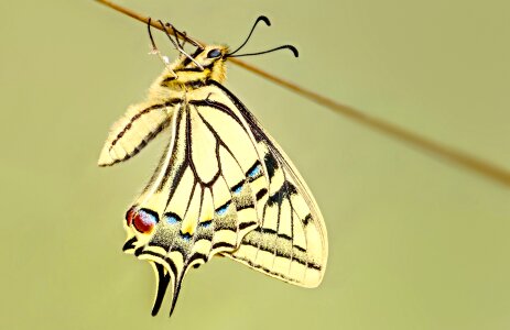Insect nature wings