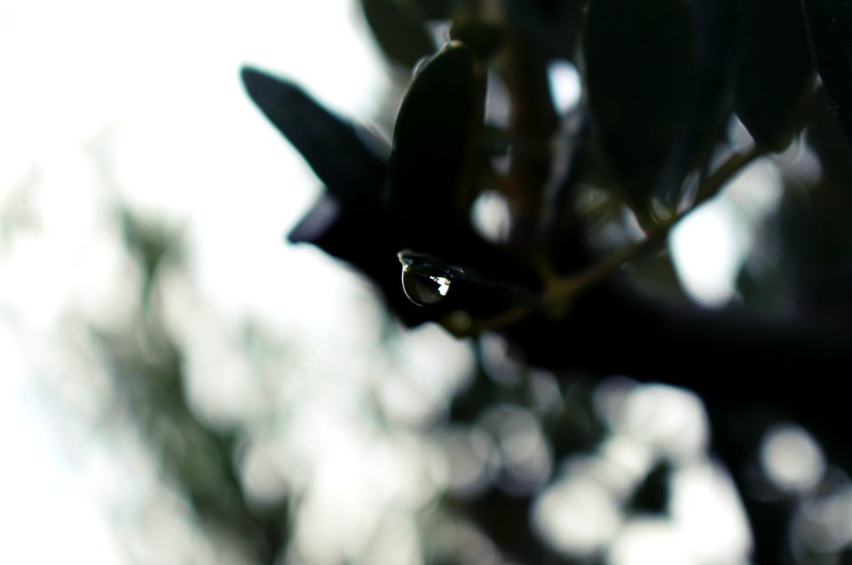 Macro, Green, Rain drop