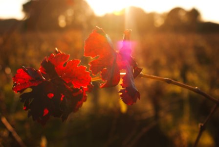 Plants, Shadows, Light