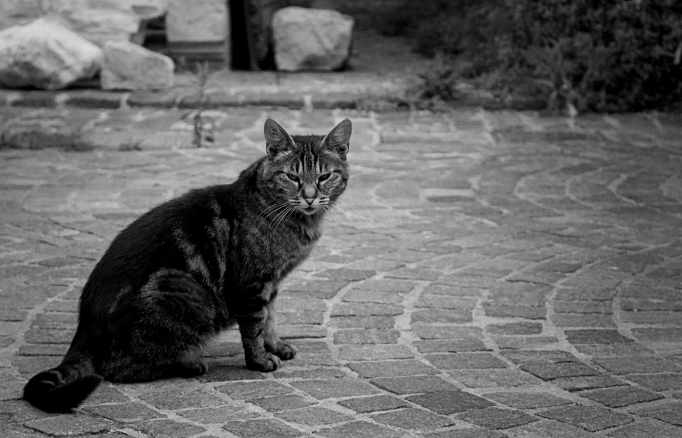 Urban, Animal, Cat