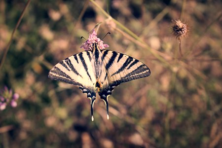 Colors, Nature, Macro