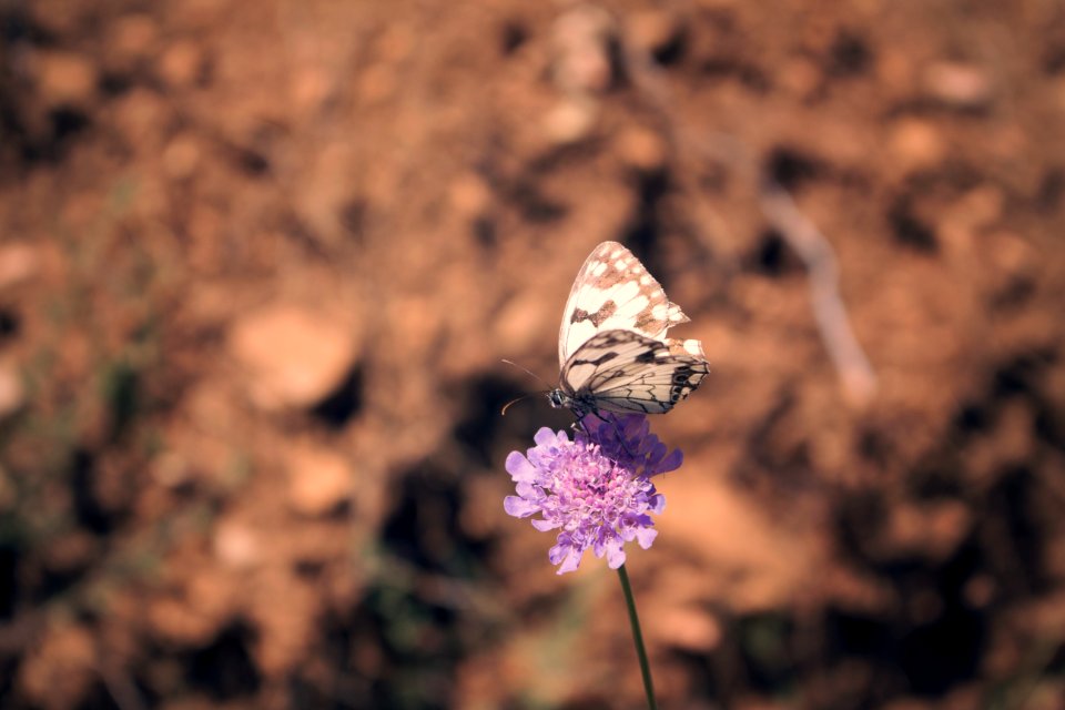 Macro, Colors, Flower