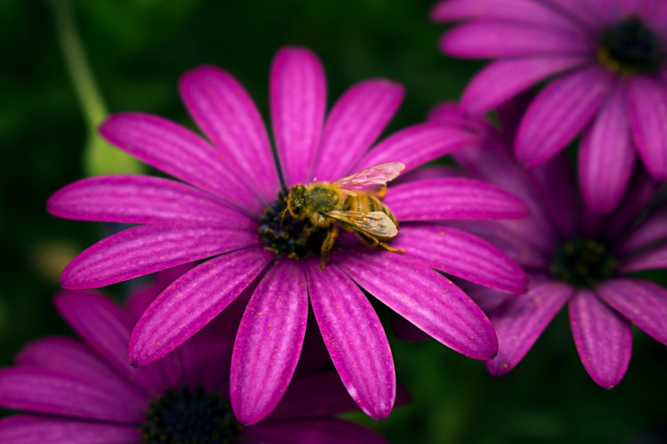 Macro, Nature, Purple