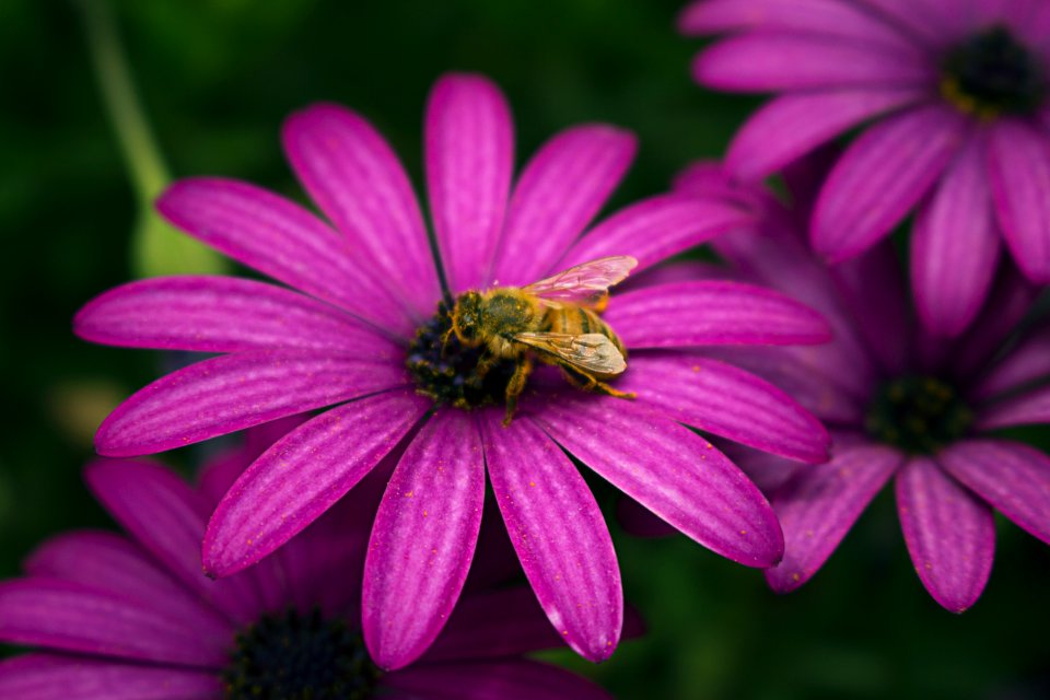 Macro, Nature, Purple photo