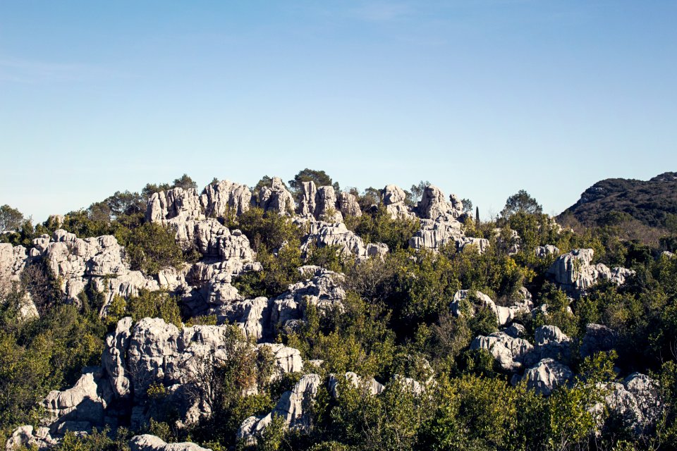 France, Sauve, Trees